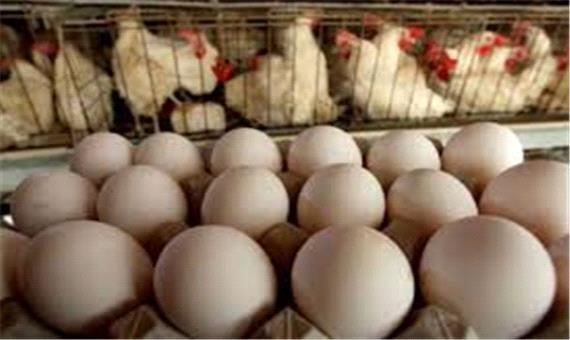 قیمت مرغ و تخم مرغ بالا می رود؟