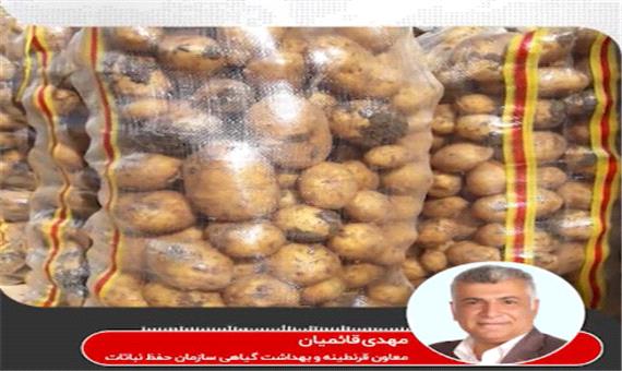 آلودگی سیب‌زمینی صادراتی به ازبکستان مربوط به پاکستان است نه ایران